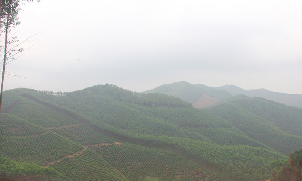 Chuyển hơn 27 ha rừng sản xuất sang mục đích khác để thực hiện 7 dự án